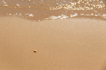 A shell on a sandy beach