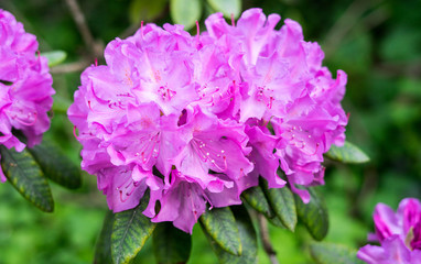 Spring flowers in the park in Bruxelles, Belgium