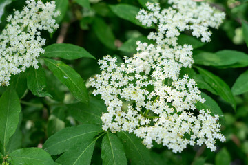 Spring flowers in Halkidiki, Greece