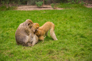 Three monkeys are playing on a green meadow