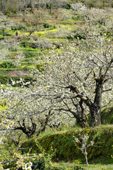cherry blossoms in Spain