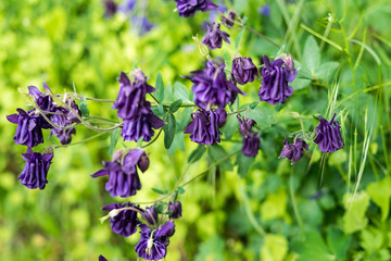 Spring flowers in the park in Bruxelles, Belgium