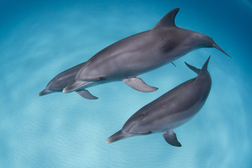 Bottlenose dolphins playing around in blue lagoon