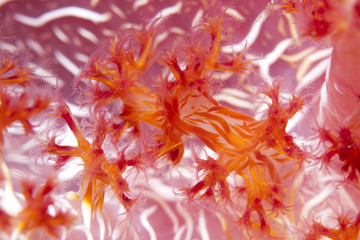 Colorful red and white polyps from a soft coral