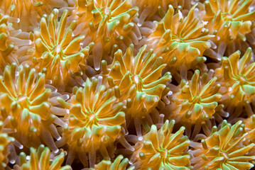 Colorful yellow and green polyps from a hard coral