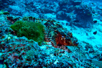 Fototapeta na wymiar Tasselled Scorpionfish