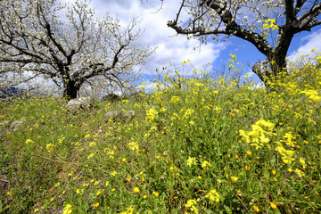 Vegetation in the countryside