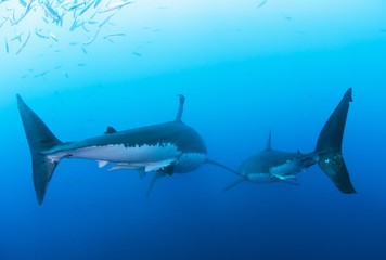 Obraz premium Tail fin of great white sharks in clear blue water