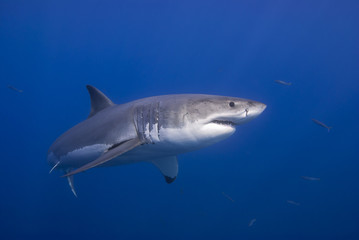 Great White Shark showing sharp rows of teeth in blue water