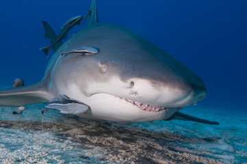 Lemon shark showing sharp rows of teeth close to the sand