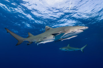 Lemon shark with suckerfish in blue water