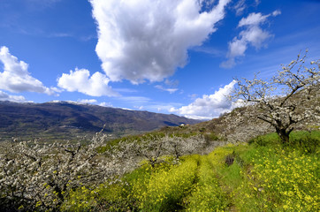 Vegetation in the countryside