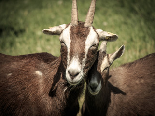 goat on farm