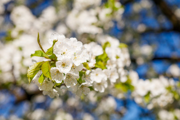 Blossoming cherry tree brunch with white flowers on bokeh blue background