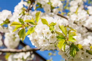 Blossoming cherry tree brunch with white flowers on bokeh blue background