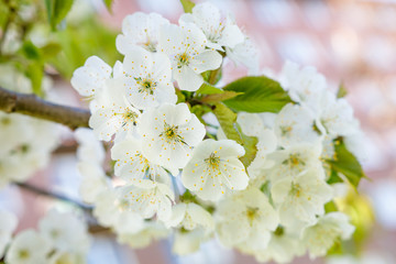 Blossoming cherry tree brunch with white flowers on bokeh background