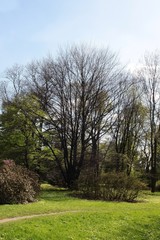 Obraz premium landscape of park at spring