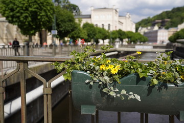 Plants with a view at the streets of Calrsbad (Karlovy Vary), Czech Republic in the background