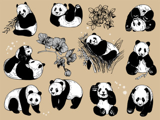 Set of hand drawn sketch style isolated giant pandas and orchid flowers. Vector illustration.