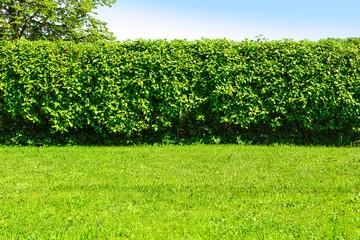 Photo sur Aluminium Vert-citron Paysage de jardin à la maison - une pelouse verte et une grande haie sur un fond de ciel bleu.