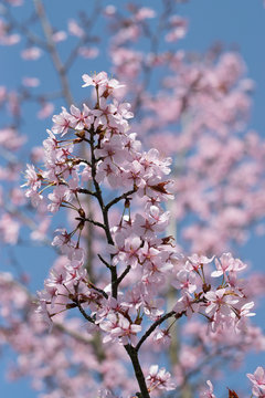 kwiat wiśni japońskiej © Zuzanna