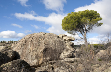 Granito y pinos en el cerro Alcornocoso. Madrid