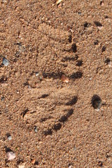 finger marks on the sand background abstraction