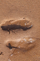 footprints in the sand and water