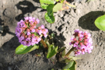 purple may flowers