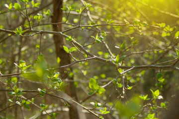 Fototapeta premium Green branches on the sun
