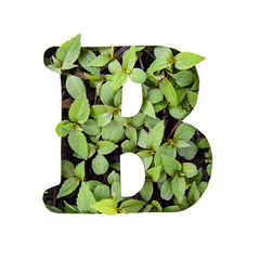 Letter B of the English alphabet from leaves in white stencil