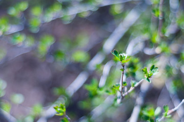 Fototapeta na wymiar First young fresh green leaves on branch of bush of currant in spring