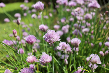 Fresh purple chives flower or Wild Chives, Flowering Onion, Garlic Chives, Chinese Chives, Schnitt Lauch blossoms in the spring organic herb garden.