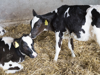 black and white holstein calves in barn inside dutch farm in the netherlands © ahavelaar