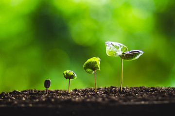 Green tree planting Tree growth Hands watering In the natural background