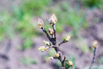 First young fresh green leaves on branch of pear in spring