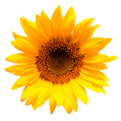Obraz premium Flower of sunflower isolated on white background