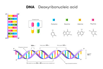 Molecular Structure Of DNA. Infographic Educational Vector Illustration