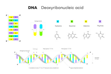 Molecular Structure Of DNA. Infographic Educational Vector Illustration