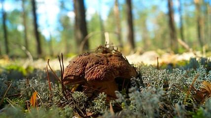 mushrooms in a pine forest