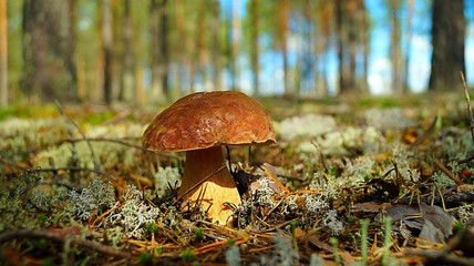 mushrooms in a pine forest