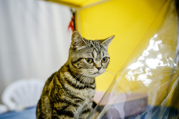 Afraid homeless alone cat with frightened look, lying on cage in shelter waiting for home, for...