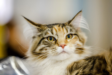 Afraid homeless alone cat with frightened look, lying on cage in shelter waiting for home, for...