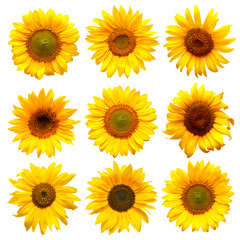 Sunflowers head collection on the white background