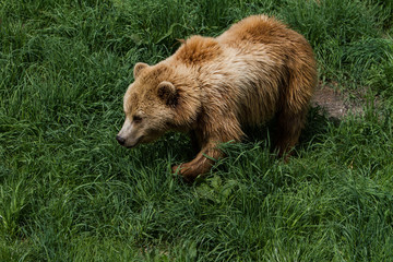 Braunbär läuft durch Gras