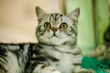 Afraid homeless alone cat with frightened look, lying on cage in shelter waiting for home, for...