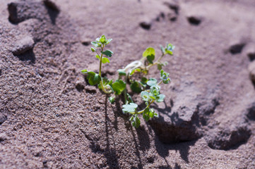 Green young grass on hill of dry brown sand in summer sunny day. Background