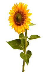 Flower of sunflower behind isolated on white background. Seeds and oil. Flat lay, top view