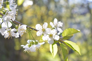 Kirschblüten im Sonnenlicht