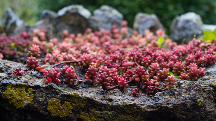 red succulents